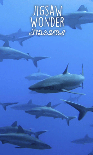 鲨鱼拼图手游图五