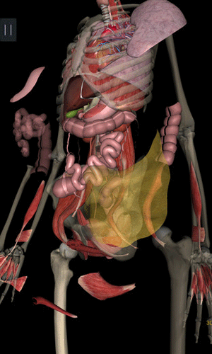3dbody解剖软件7.6图一