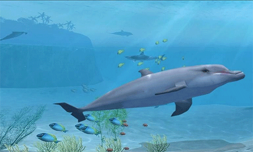 鲨鱼VR图五